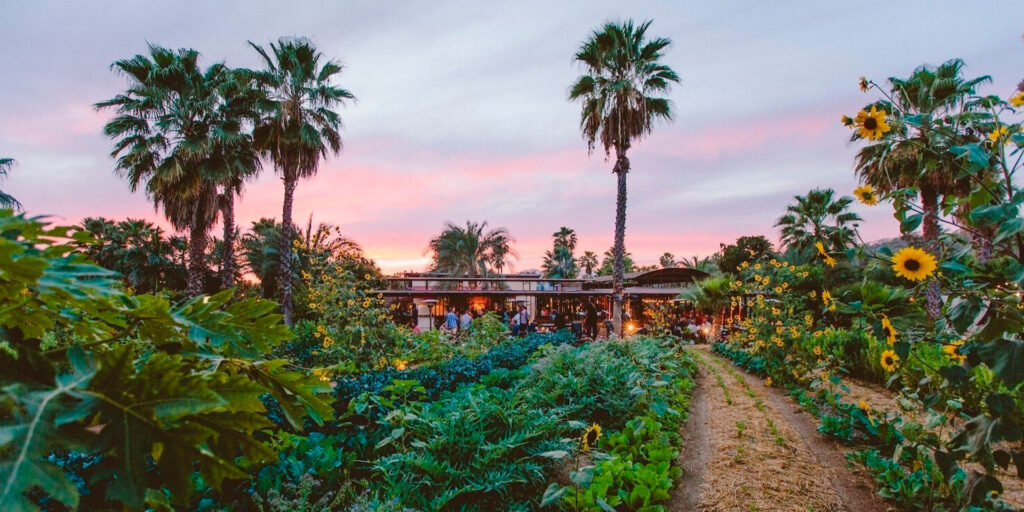 Farm-to-Table in Los Cabos