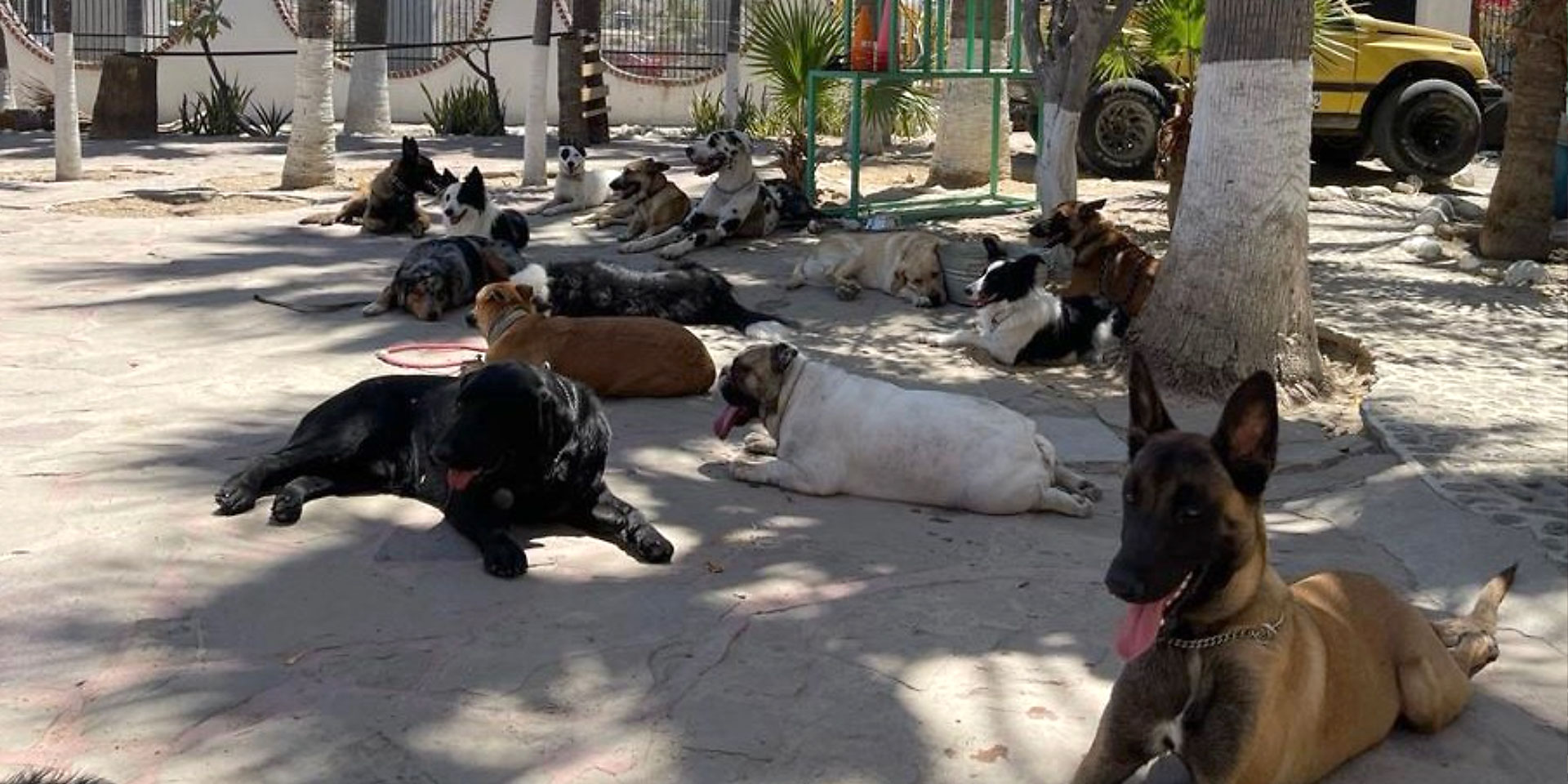 The Dog School in San Jose del Cabo