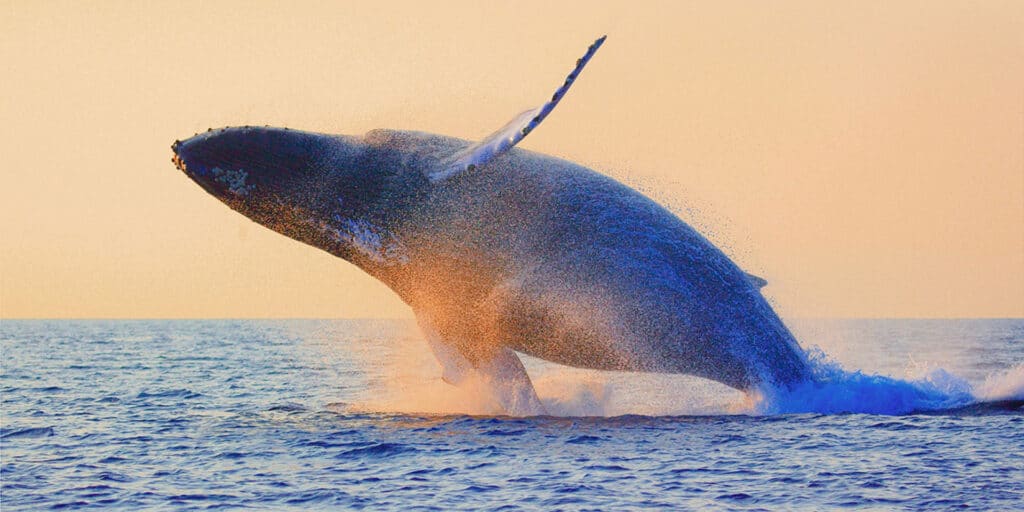 Whale Watching in Cabo San Lucas
