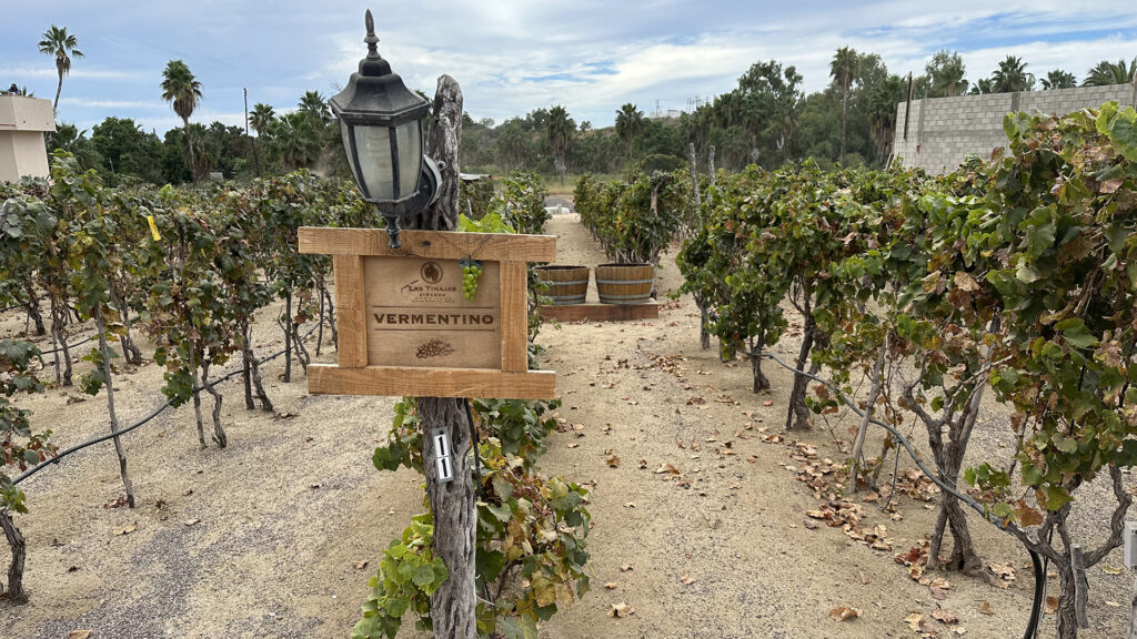 La Tinajas Winery in Todos Santos