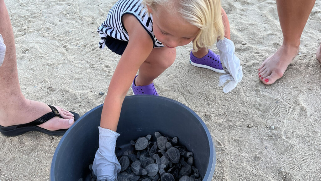 Cabo Outfitters Turtle Release in San Jose del Cabo