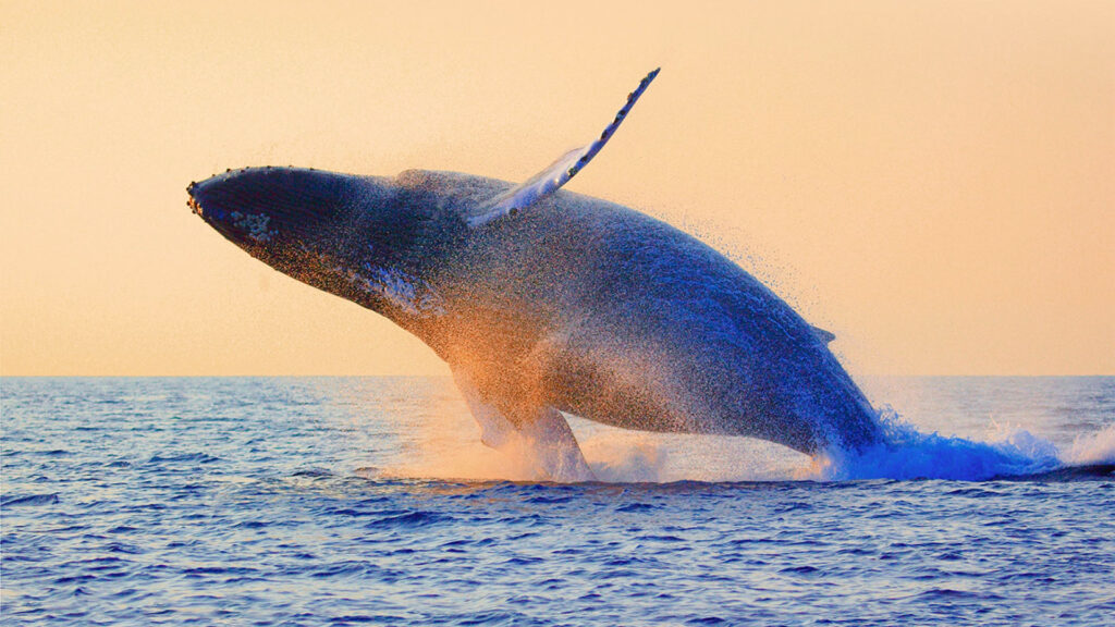 The Return of the Whales Exhibit